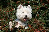 WESTIE 296